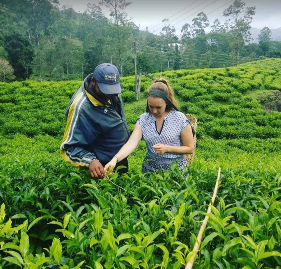 Mackwoods tea estate